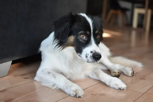 4 Fehler, die Du vor und nach der Abholung Deines Hundes vermeiden solltest