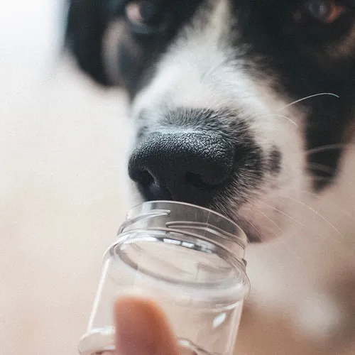 So nimmt Dein Hund die Welt wahr - Wissenswertes über den Geruchsinn von Hunden