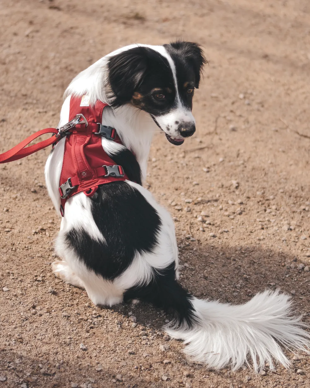 Sicherheitsgeschirr Ruffwear Flagline